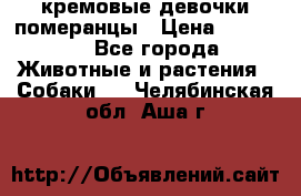 кремовые девочки померанцы › Цена ­ 30 000 - Все города Животные и растения » Собаки   . Челябинская обл.,Аша г.